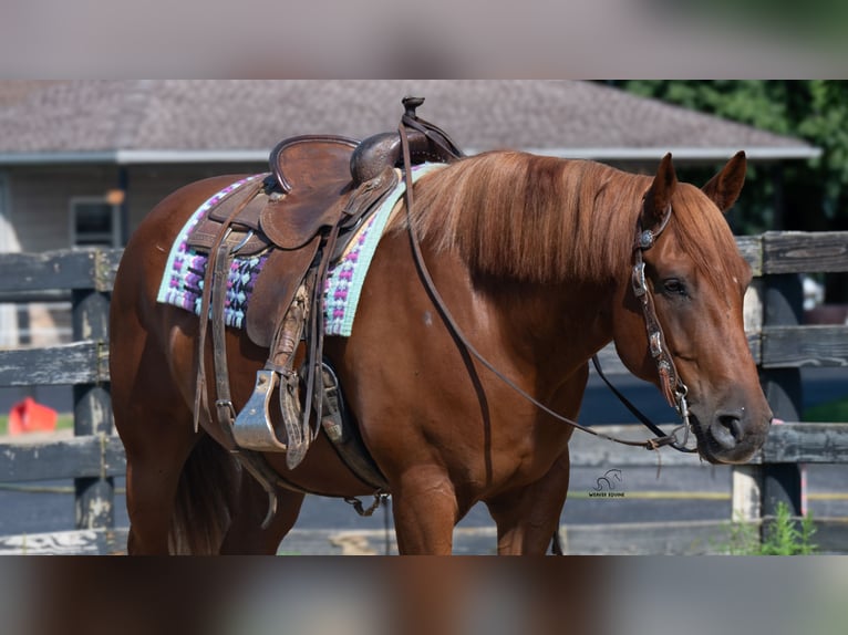 Arbeitspferd Mix Wallach 6 Jahre 163 cm Rotfuchs in Fredericksburg
