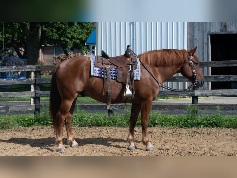 Arbeitspferd Mix Wallach 6 Jahre 163 cm Rotfuchs in Fredericksburg