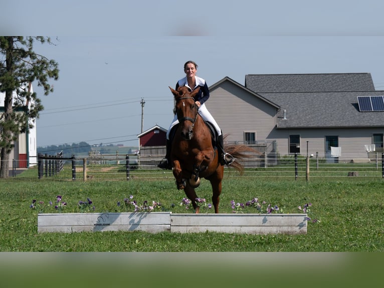 Arbeitspferd Mix Wallach 6 Jahre 163 cm Rotfuchs in Fredericksburg