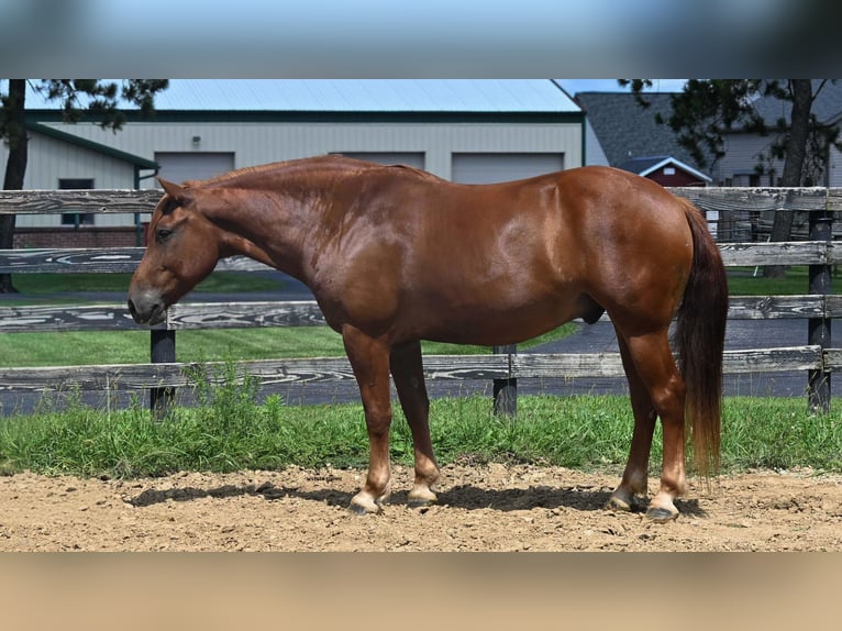 Arbeitspferd Mix Wallach 6 Jahre 163 cm Rotfuchs in Fredericksburg