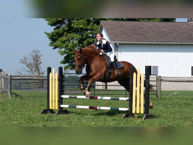 Arbeitspferd Mix Wallach 6 Jahre 163 cm Rotfuchs in Fredericksburg