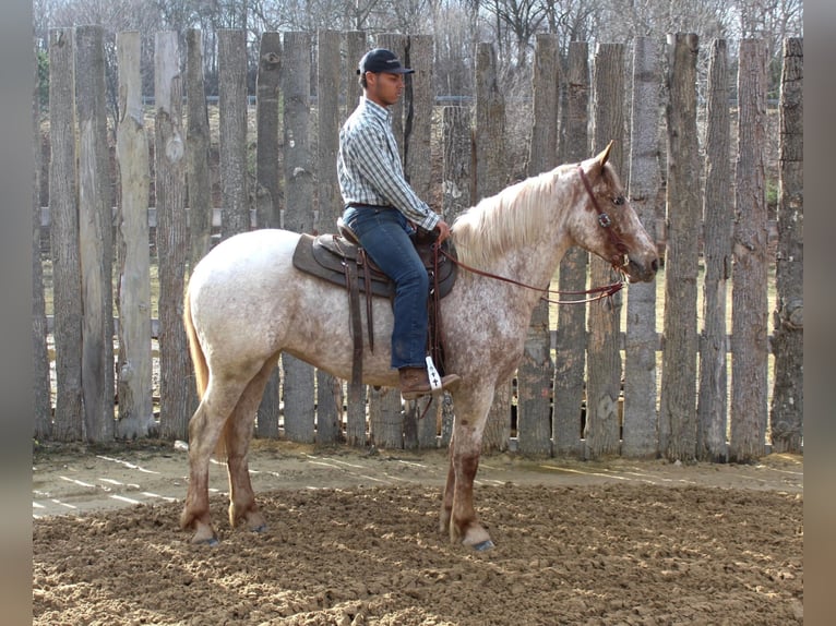 Arbeitspferd Wallach 6 Jahre 163 cm Rotfuchs in Everett PA