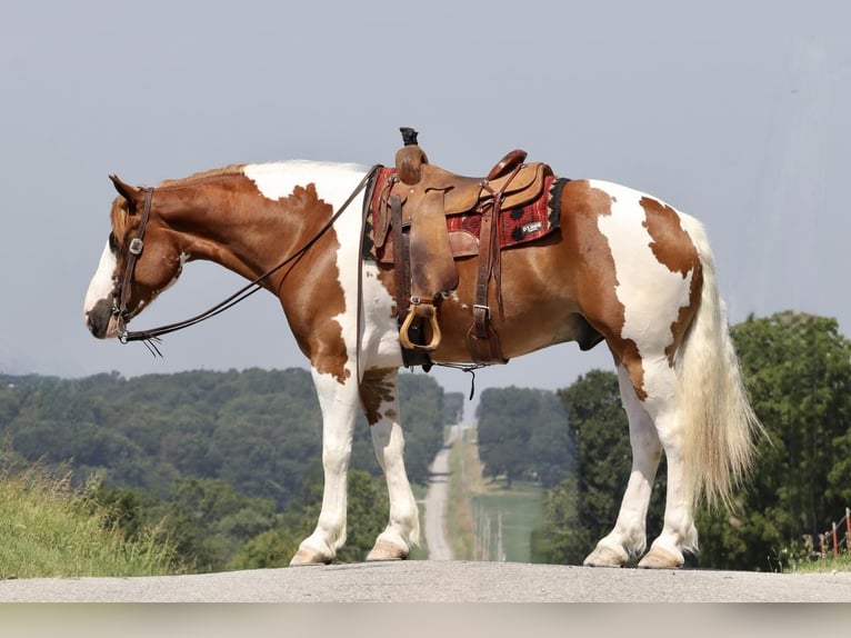 Arbeitspferd Mix Wallach 6 Jahre 163 cm Rotfuchs in Purdy, MO