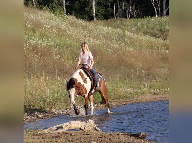 Arbeitspferd Mix Wallach 6 Jahre 163 cm Schecke in Grass Lake