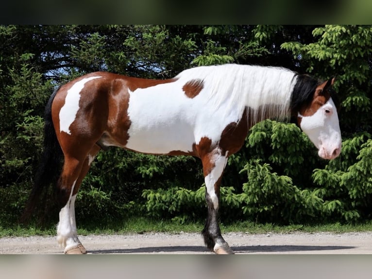 Arbeitspferd Mix Wallach 6 Jahre 163 cm Schecke in Grass Lake