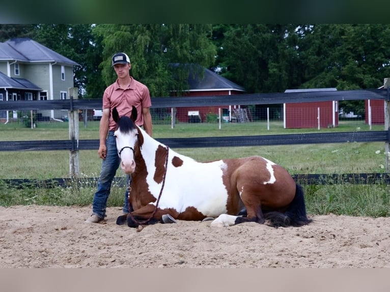 Arbeitspferd Mix Wallach 6 Jahre 163 cm Schecke in Grass Lake