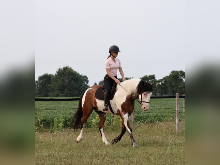 Arbeitspferd Mix Wallach 6 Jahre 163 cm Schecke in Grass Lake