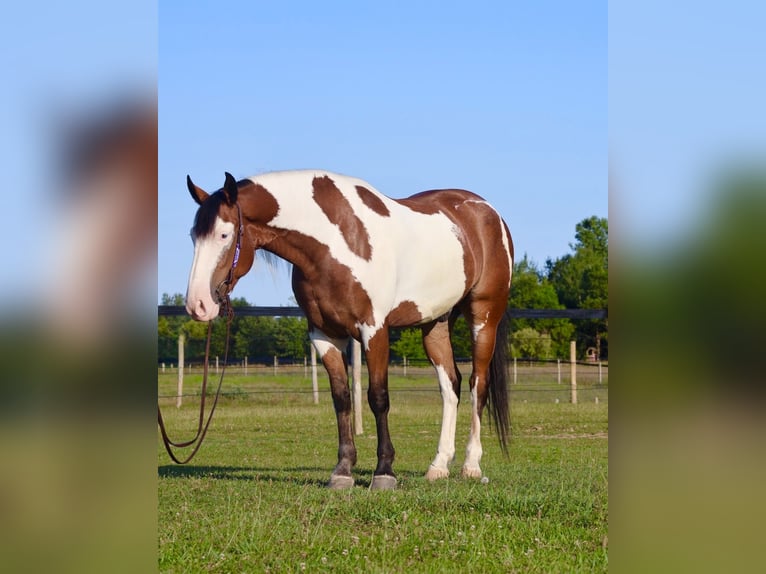 Arbeitspferd Mix Wallach 6 Jahre 163 cm Schecke in Grass Lake