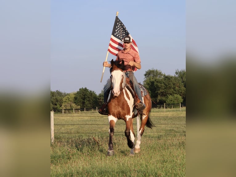 Arbeitspferd Mix Wallach 6 Jahre 163 cm Schecke in Grass Lake