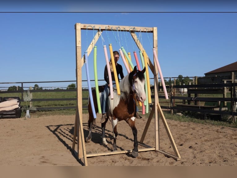 Arbeitspferd Mix Wallach 6 Jahre 163 cm Schecke in Grass Lake