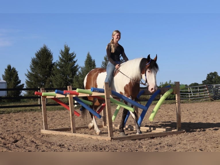 Arbeitspferd Mix Wallach 6 Jahre 163 cm Schecke in Grass Lake