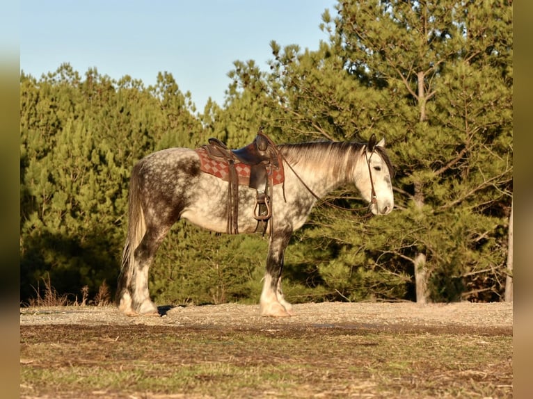 Arbeitspferd Mix Wallach 6 Jahre 163 cm Schimmel in Sweet Springs