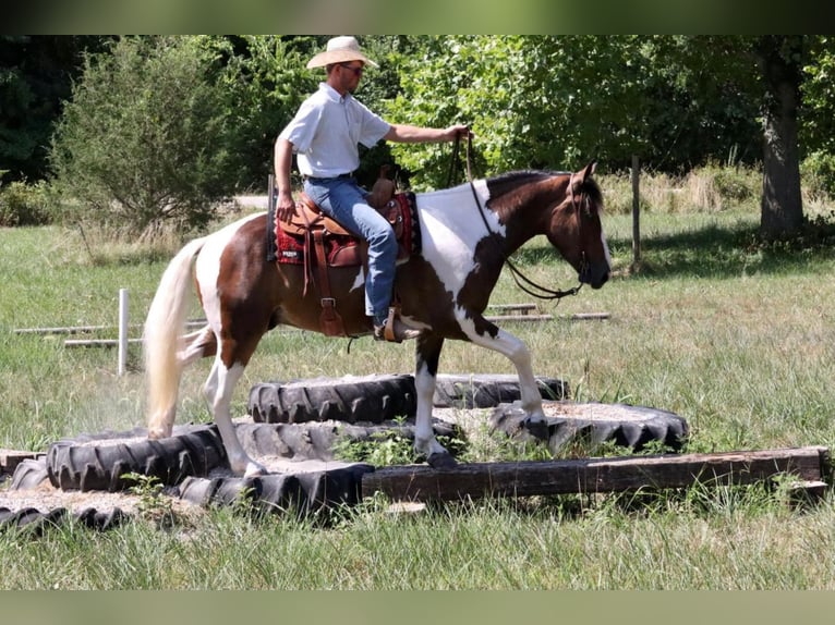 Arbeitspferd Mix Wallach 6 Jahre 163 cm in Mt Vernon, MO