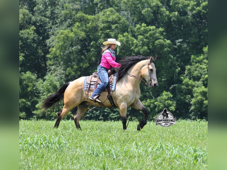 Arbeitspferd Wallach 6 Jahre 163 cm  in Mount Vernon