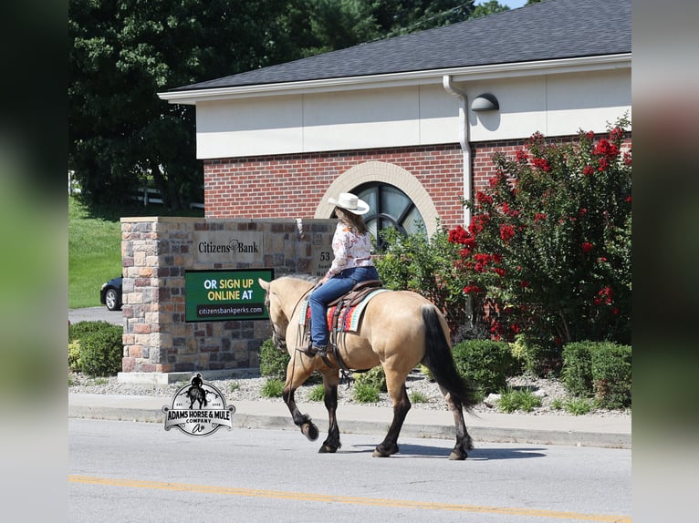 Arbeitspferd Wallach 6 Jahre 163 cm  in Mount Vernon