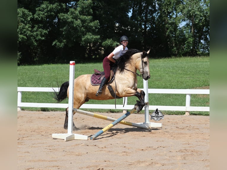 Arbeitspferd Wallach 6 Jahre 163 cm  in Mount Vernon