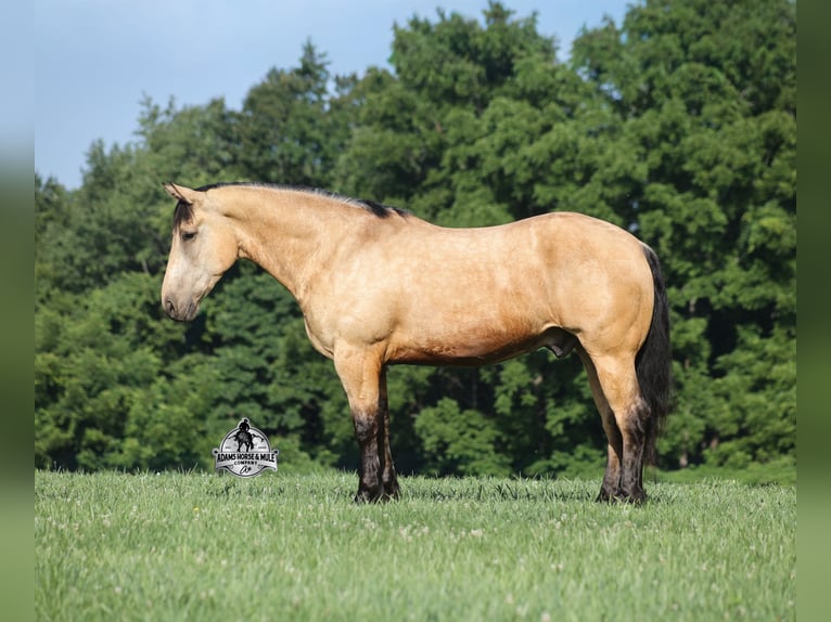 Arbeitspferd Wallach 6 Jahre 163 cm  in Mount Vernon