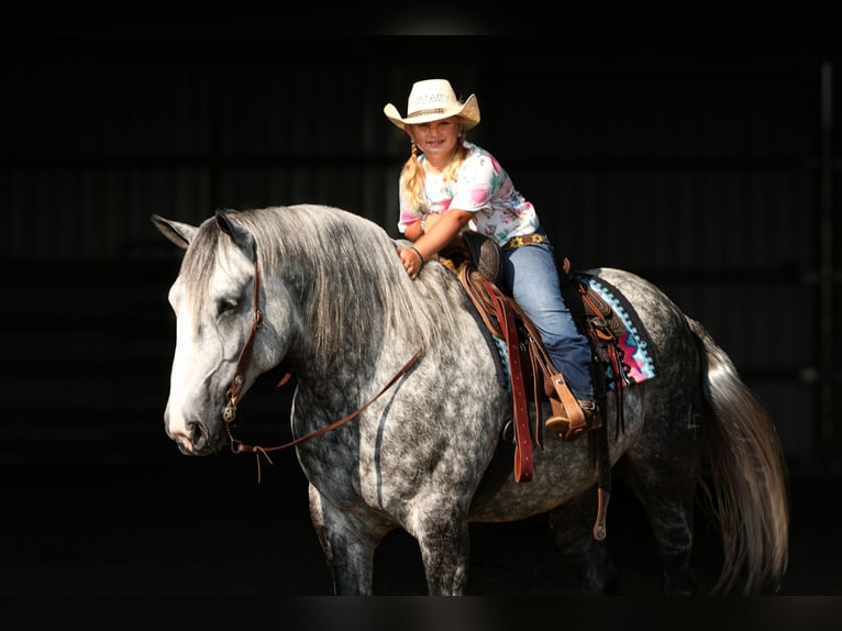 Arbeitspferd Mix Wallach 6 Jahre 165 cm Apfelschimmel in Crab Orchard, KY