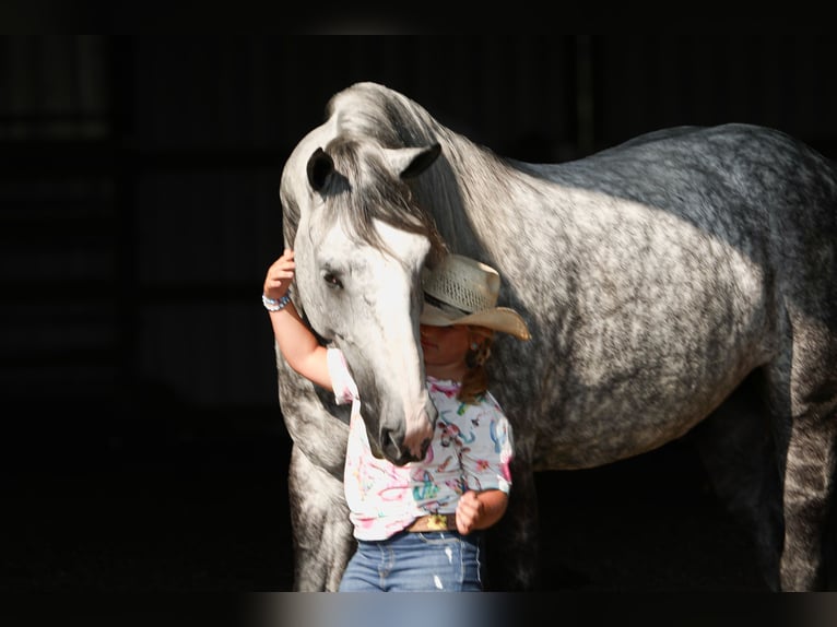 Arbeitspferd Mix Wallach 6 Jahre 165 cm Apfelschimmel in Crab Orchard, KY
