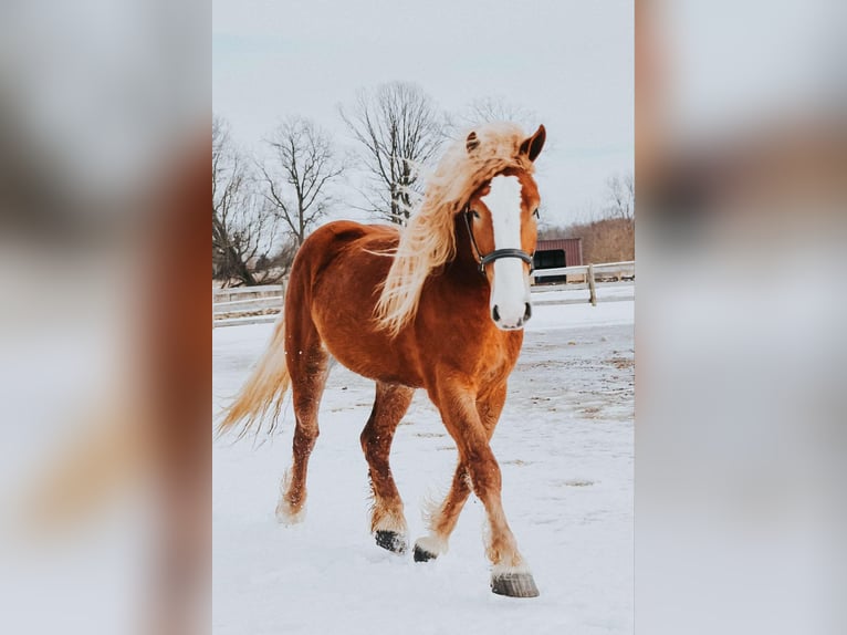 Arbeitspferd Wallach 6 Jahre 165 cm Dunkelfuchs in Howell MI