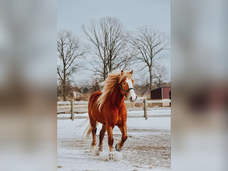 Arbeitspferd Wallach 6 Jahre 165 cm Dunkelfuchs in Howell MI