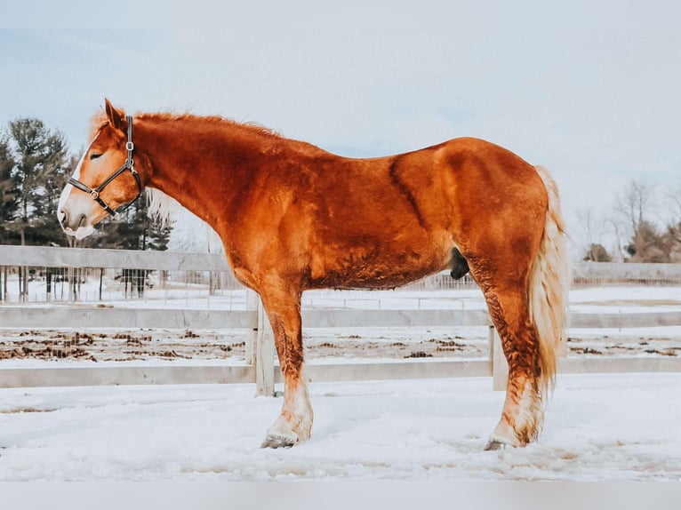 Arbeitspferd Wallach 6 Jahre 165 cm Dunkelfuchs in Howell MI