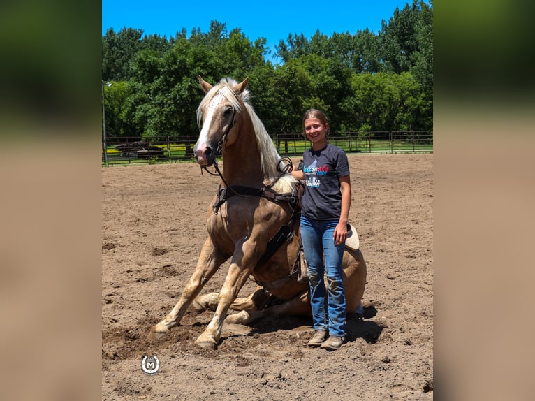 Arbeitspferd Wallach 6 Jahre 165 cm Palomino in Windom MN