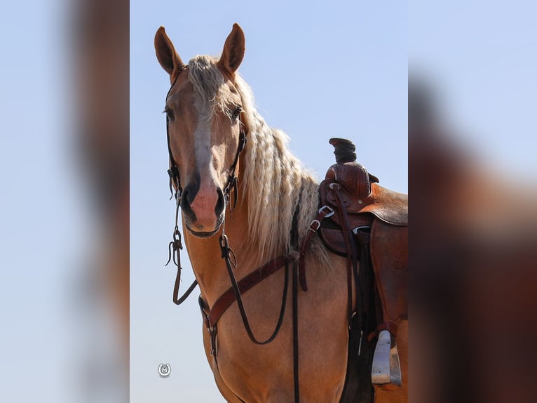 Arbeitspferd Wallach 6 Jahre 165 cm Palomino in Windom MN