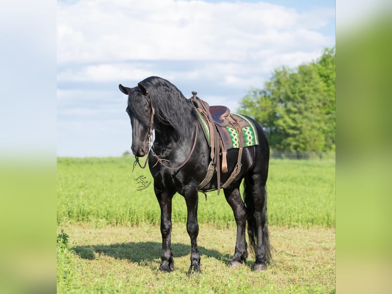 Arbeitspferd Wallach 6 Jahre 165 cm Rappe in FAIRBANK, IA