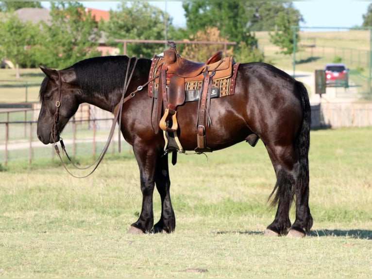 Arbeitspferd Wallach 6 Jahre 165 cm Rappe in Joshua TX