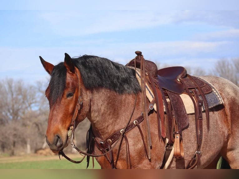 Arbeitspferd Wallach 6 Jahre 165 cm Roan-Bay in Graham TX