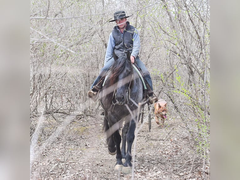 Arbeitspferd Wallach 6 Jahre 165 cm Roan-Blue in Fairbank, IA