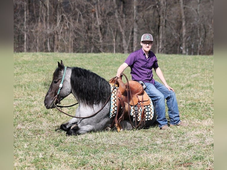 Arbeitspferd Wallach 6 Jahre 165 cm Roan-Blue in Parkers Lake kY