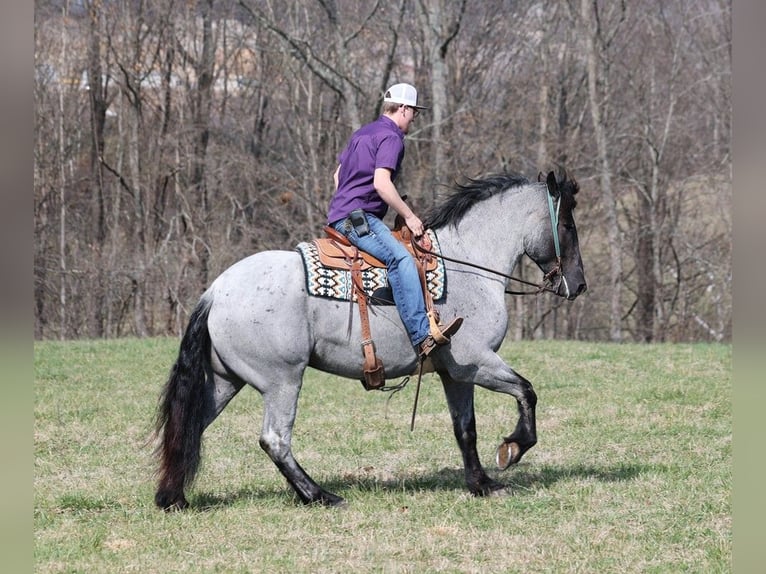 Arbeitspferd Wallach 6 Jahre 165 cm Roan-Blue in Parkers Lake kY