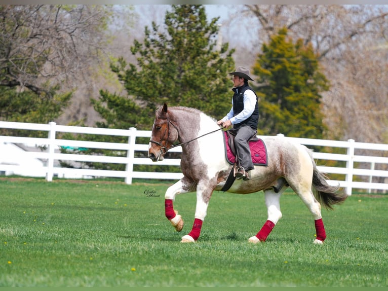 Arbeitspferd Wallach 6 Jahre 165 cm Roan-Red in Independence IA