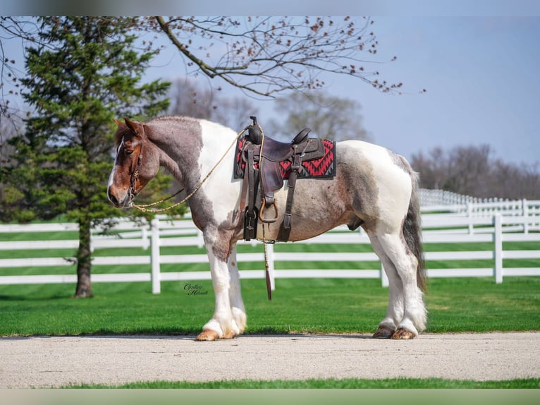 Arbeitspferd Wallach 6 Jahre 165 cm Roan-Red in Independence IA