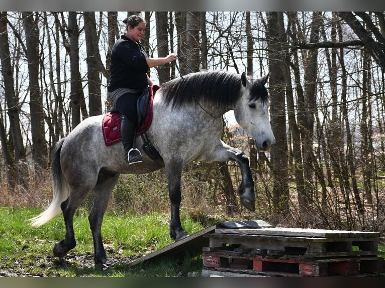 Arbeitspferd Mix Wallach 6 Jahre 165 cm Schimmel in Strasburg, OH