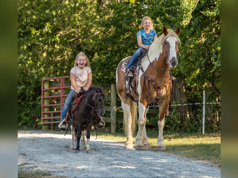 Arbeitspferd Wallach 6 Jahre 165 cm Tobiano-alle-Farben in Ewing Ky