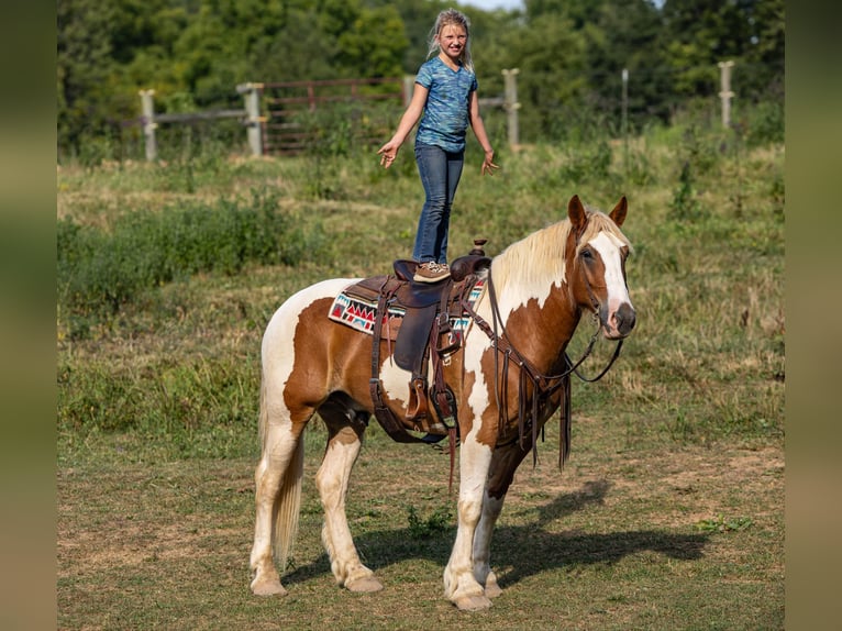 Arbeitspferd Wallach 6 Jahre 165 cm Tobiano-alle-Farben in Ewing Ky