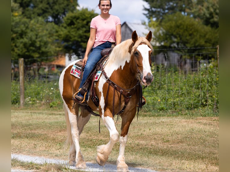 Arbeitspferd Wallach 6 Jahre 165 cm Tobiano-alle-Farben in Ewing Ky