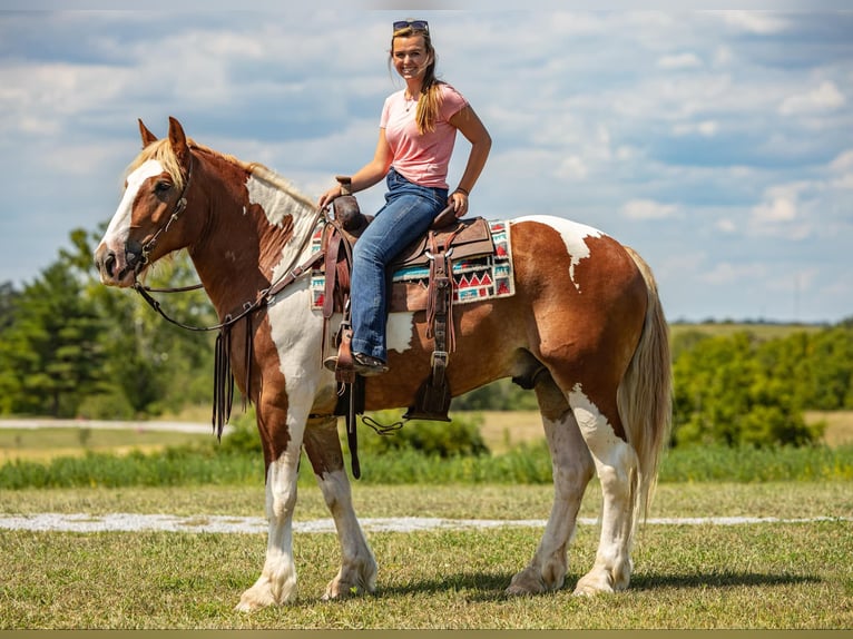 Arbeitspferd Wallach 6 Jahre 165 cm Tobiano-alle-Farben in Ewing Ky