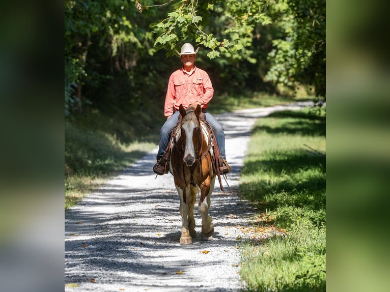 Arbeitspferd Wallach 6 Jahre 165 cm Tobiano-alle-Farben in Ewing Ky