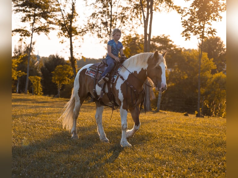 Arbeitspferd Wallach 6 Jahre 165 cm Tobiano-alle-Farben in Ewing Ky