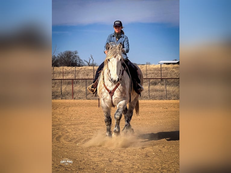 Arbeitspferd Wallach 6 Jahre 168 cm Apfelschimmel in Jacksboro