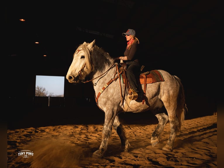 Arbeitspferd Wallach 6 Jahre 168 cm Apfelschimmel in Jacksboro
