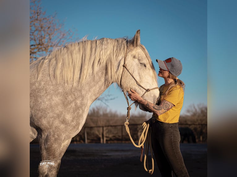Arbeitspferd Wallach 6 Jahre 168 cm Apfelschimmel in Jacksboro