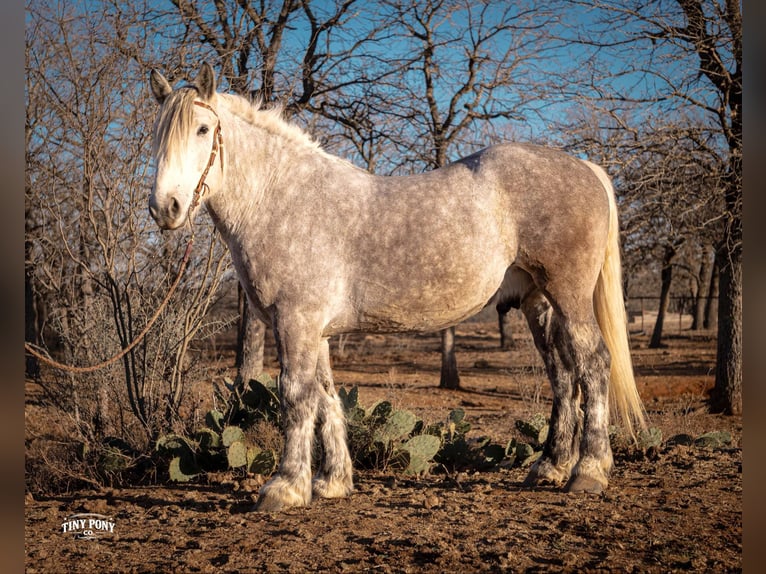 Arbeitspferd Wallach 6 Jahre 168 cm Apfelschimmel in Jacksboro