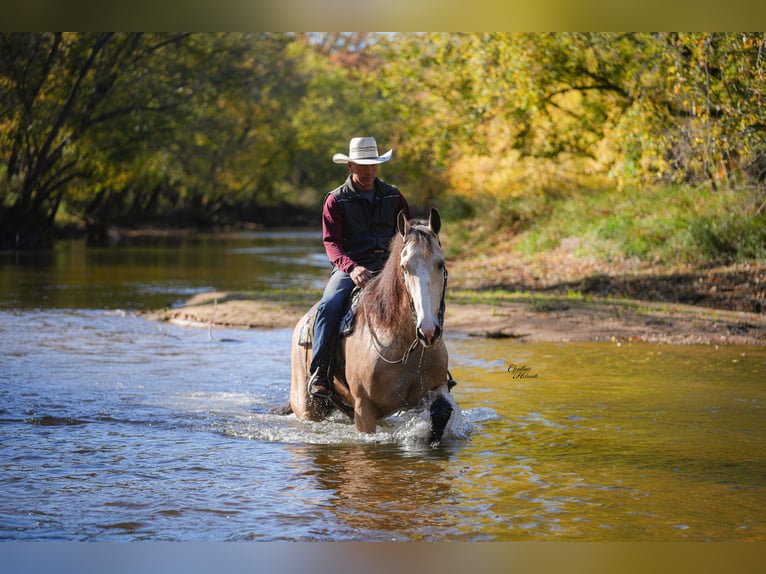 Arbeitspferd Mix Wallach 6 Jahre 168 cm Buckskin in Fairbank