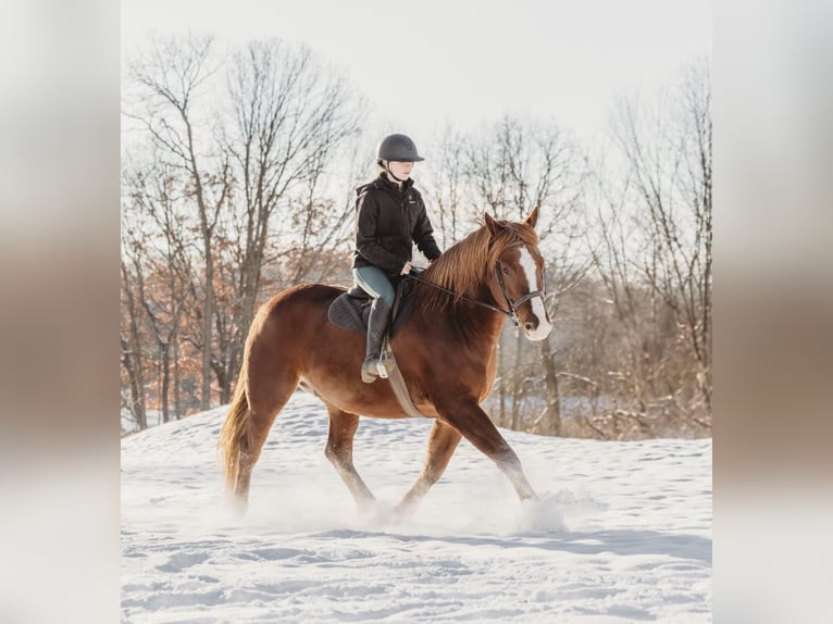 Arbeitspferd Mix Wallach 6 Jahre 168 cm Dunkelfuchs in Howell