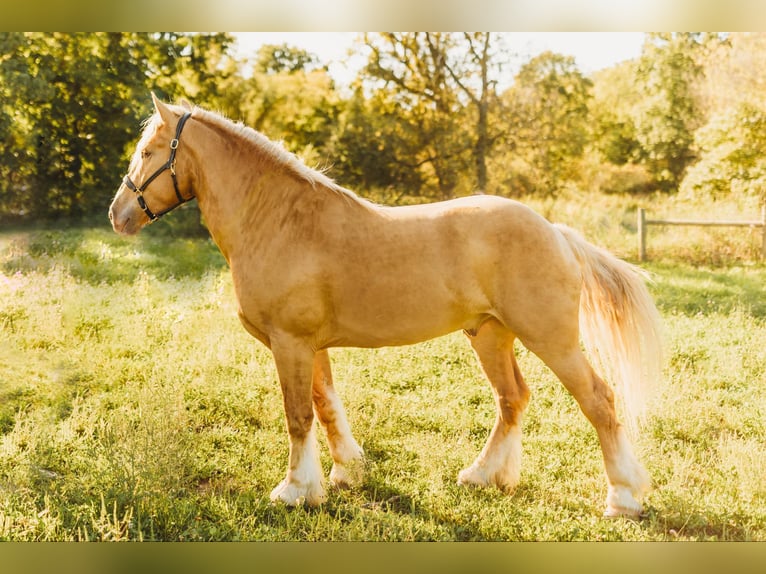 Arbeitspferd Wallach 6 Jahre 168 cm Palomino in Howell, MI